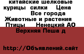 китайские шелковые курицы (силки) › Цена ­ 2 500 - Все города Животные и растения » Птицы   . Ненецкий АО,Верхняя Пеша д.